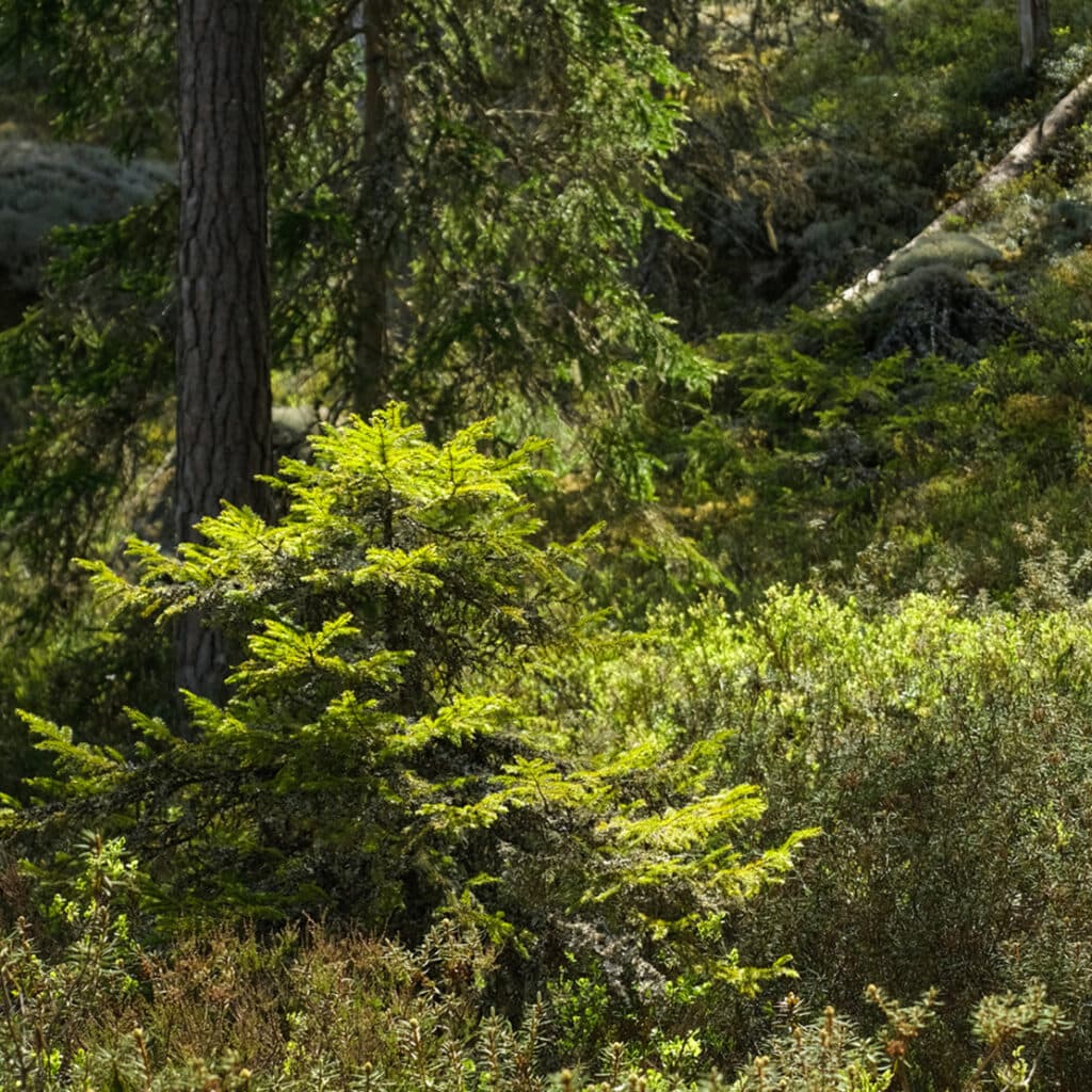 En liten gran i blåbärsris