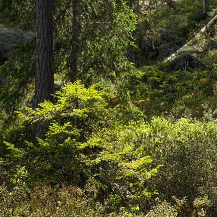 En liten gran i blåbärsris