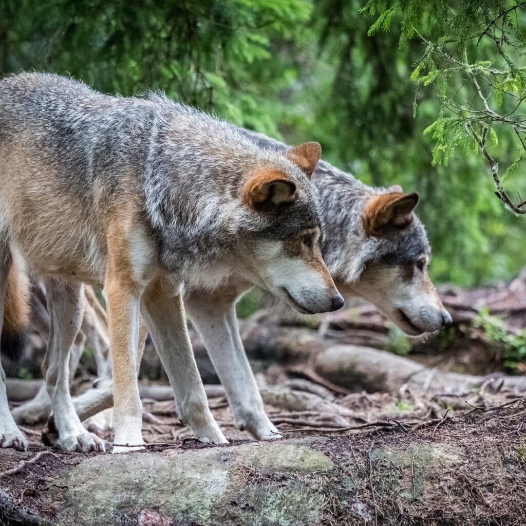 Två vargar på en sten i skogen.